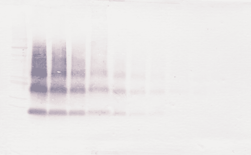 Polyclonal Rabbit anti-Human VEGFB Antibody (WB)