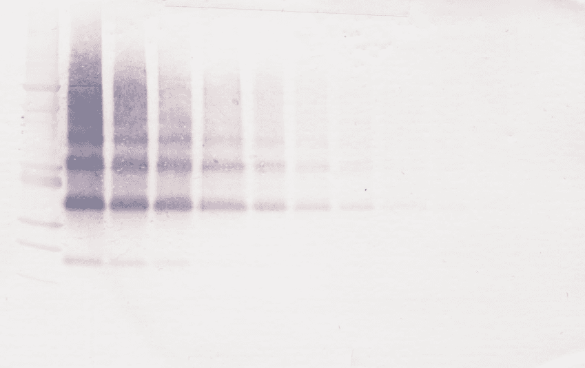 Polyclonal Rabbit anti-Human VEGFB Antibody (WB)