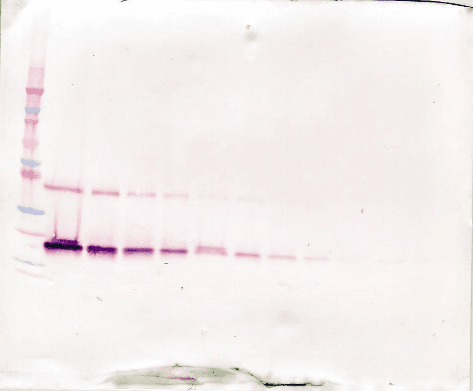Polyclonal Rabbit anti-Human LIF Antibody (WB)