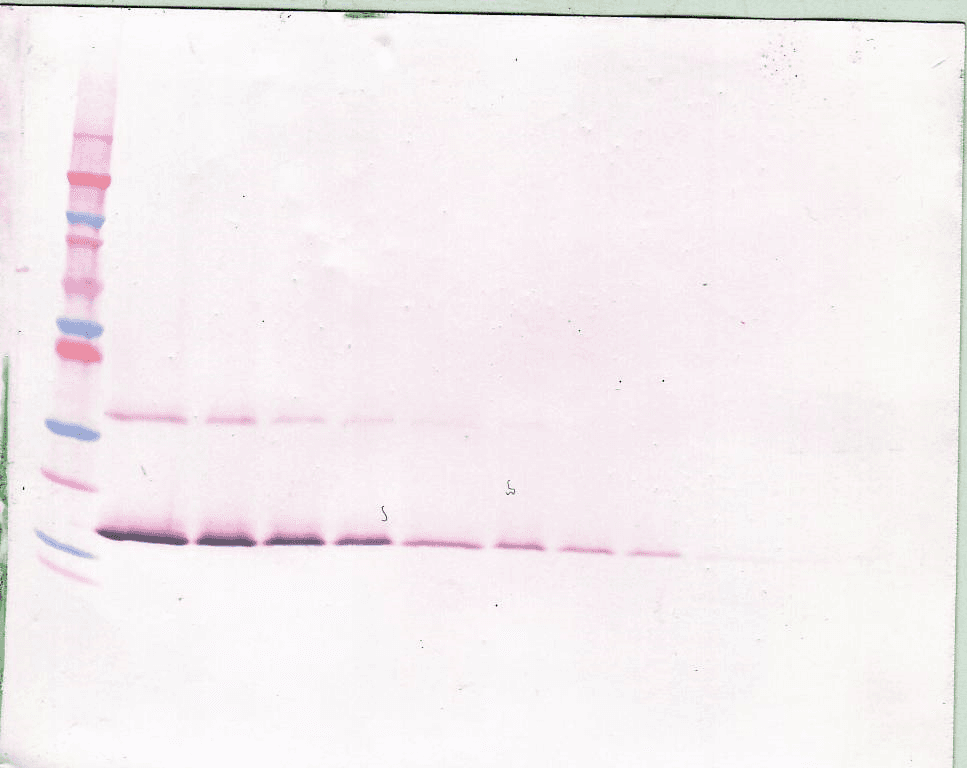 Polyclonal Rabbit anti-Human LIF Antibody (WB)
