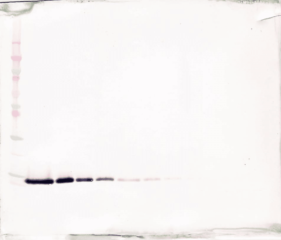 Polyclonal Rabbit anti-Human TFF2 / SP Antibody (WB)