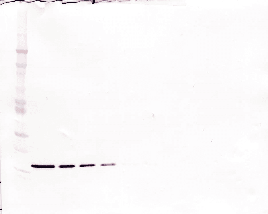 Monoclonal Mouse anti-Human CSF3 / G-CSF Antibody (WB)