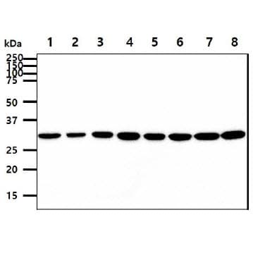 Monoclonal Mouse anti-Human IL6 / Interleukin 6 Antibody (clone AT1H6, WB)