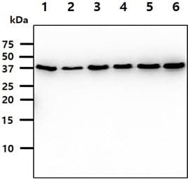 Monoclonal Mouse anti-Human HnRNP-E1 / PCBP1 Antibody (clone AT2A10, WB)
