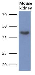 LRPAP1 Antibody (clone AT8G8)