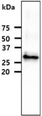 FCGR1A / CD64 Antibody (clone AT37F7)