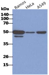 Monoclonal Mouse anti-Human CD46 Antibody (clone AT2G9, IHC, WB)