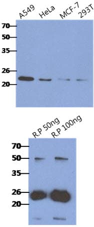 Monoclonal Mouse anti-Human CRADD / RAIDD Antibody (clone AT14G8, WB)