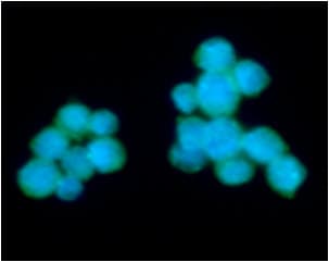 CD3E Antibody (clone AT3H3)