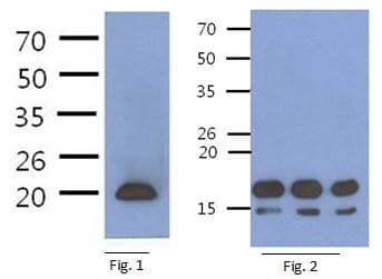 CD3E Antibody (clone AT3H3)