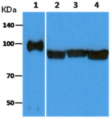 Monoclonal Mouse anti-Human HSP90B1 / GP96 / GRP94 Antibody (clone AT94B9, WB)