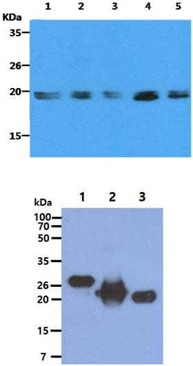 Ras Tag Antibody (clone AT2F8)
