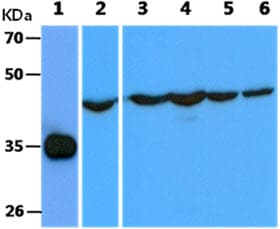 CCNH / Cyclin H Antibody (clone AT3G6)