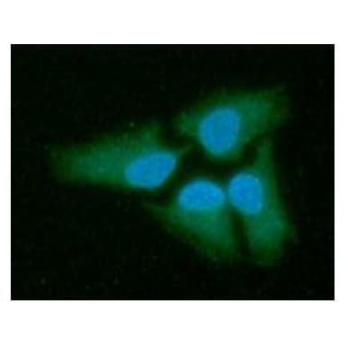 Monoclonal Mouse anti-Human LDHB / Lactate Dehydrogenase B Antibody (clone AT14D7, WB)