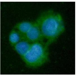 Monoclonal Mouse anti-Human GNMT Antibody (clone AT5D1, WB)