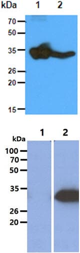 Monoclonal Mouse anti-Human GNMT Antibody (clone AT5D1, WB)