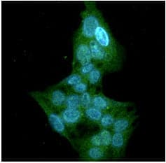 Monoclonal Mouse anti-Human GSTT1 Antibody (clone AT38D11, WB)