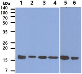 Monoclonal Mouse anti-Human PRDX5 / Peroxiredoxin 5 Antibody (clone AT6A10, WB)
