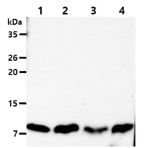 Monoclonal Mouse anti-Human DYNLL1 / PIN Antibody (clone AT13C9, WB)