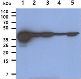 AHSA1 / AHA1 Antibody (clone AT3E9)