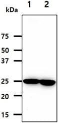 Monoclonal Mouse anti-Human NNMT Antibody (clone AT11G11, WB)