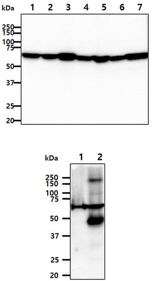 Monoclonal Mouse anti-Human AIFM1 / AIF / PDCD8 Antibody (clone AT22E9, WB)
