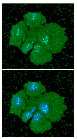 Monoclonal Mouse anti-Human PDPN / Podoplanin Antibody (clone AT56F7, WB)