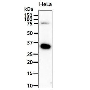 Monoclonal Mouse anti-Human PDPN / Podoplanin Antibody (clone AT56F7, WB)