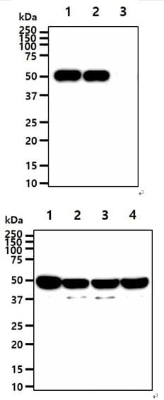 Enolase Antibody (clone AT1G7)