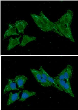 Monoclonal Mouse anti-Human trxC / Thioredoxin 2 Antibody (clone AT1B1, WB)