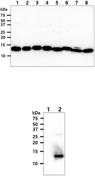 Monoclonal Mouse anti-Human trxC / Thioredoxin 2 Antibody (clone AT1B1, WB)