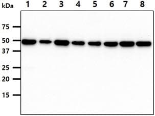 CDC37 Antibody (clone AT3G7)