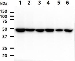 Monoclonal Mouse anti-Human PA2G4 / EBP1 Antibody (clone AT5E7, WB)