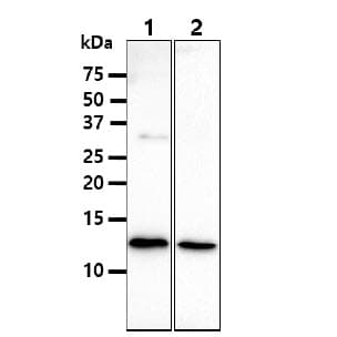 B2M / Beta 2 Microglobulin Antibody (clone AT101F10)