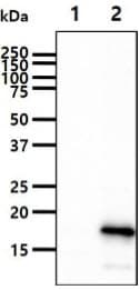 Monoclonal Mouse anti-Human FXN / Frataxin Antibody (clone AT10E11, WB)