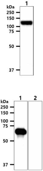 EPHA2 / EPH Receptor A2 Antibody (clone AT66G9)