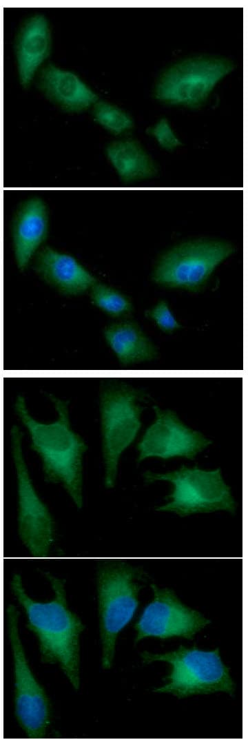 HMOX1 / HO-1 Antibody (clone AT1D6)