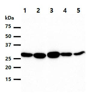 HMOX1 / HO-1 Antibody (clone AT1D6)