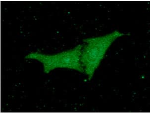 PEBP1 / RKIP Antibody (clone AT4B11)