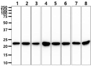 PEBP1 / RKIP Antibody (clone AT4B11)