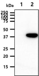 Monoclonal Mouse anti-Human SERPINE1 / PAI-1 Antibody (clone AT1C5, WB)