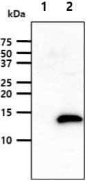 Leptin Antibody (clone AT7E10)