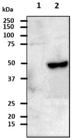Monoclonal Mouse anti-Human c-Src Kinase / CSK Antibody (clone AT7C6, WB)
