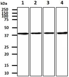 CTGF Antibody (clone AT18E7)
