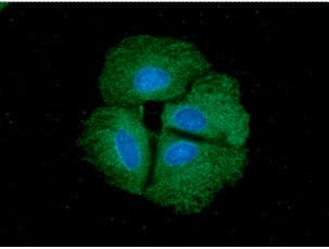 Monoclonal Mouse anti-Human PPID / Cyclophilin D Antibody (clone AT1B8, WB)