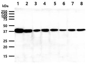 Monoclonal Mouse anti-Human PPID / Cyclophilin D Antibody (clone AT1B8, WB)