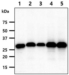 Monoclonal Mouse anti-Human FHL2 Antibody (clone AT21D11, WB)