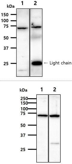 Monoclonal Mouse anti-Human Alpha-Fetoprotein Antibody (clone AT73E10, WB)