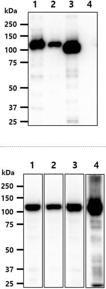 Monoclonal Mouse anti-Human Hexokinase Antibody (clone AT4C12, WB)