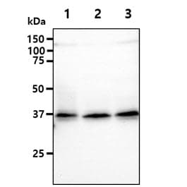 CD34 Antibody (clone AT64F9)